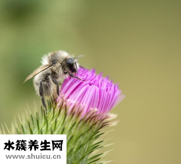 小薊草圖片