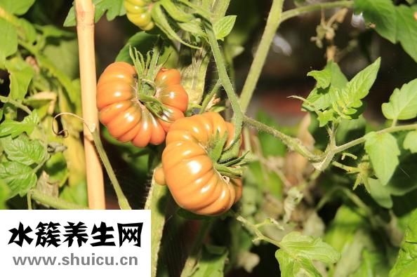 孕婦吃西紅柿