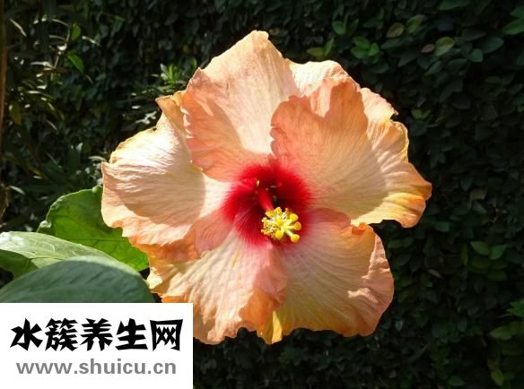 引產什么意思