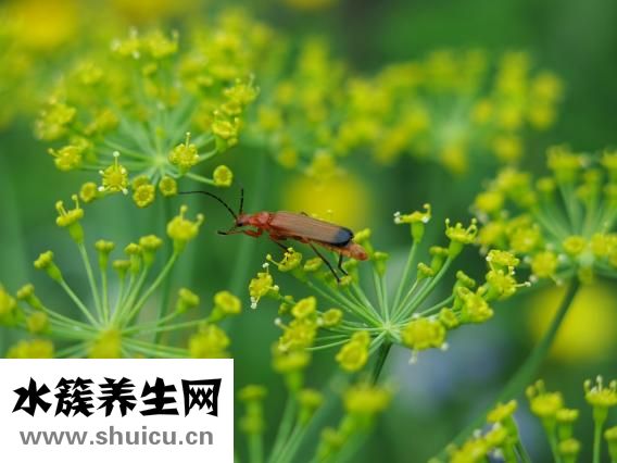 一藥除口臭