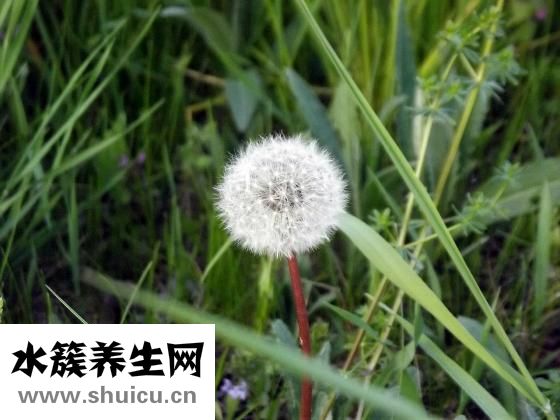 小薊草圖片