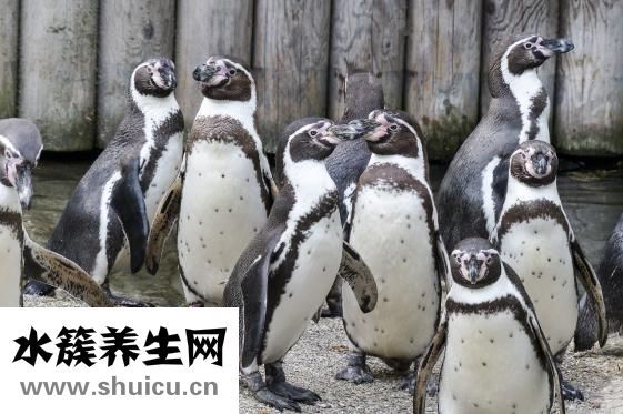 味精加可樂