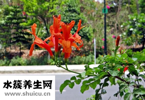 咽炎能喝茶嗎