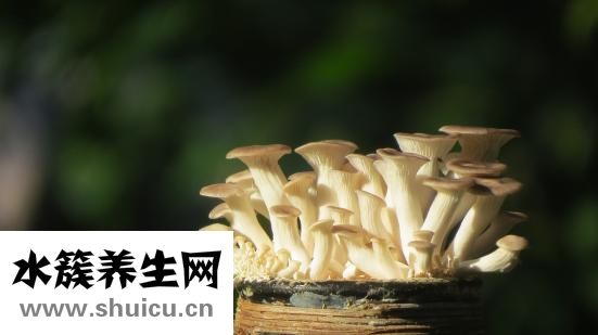 孕婦可以吃鮑魚嗎