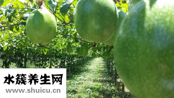 天麻蜜環菌片