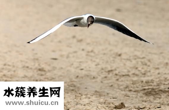 怎樣做納豆