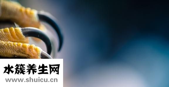 心悸怎么調理