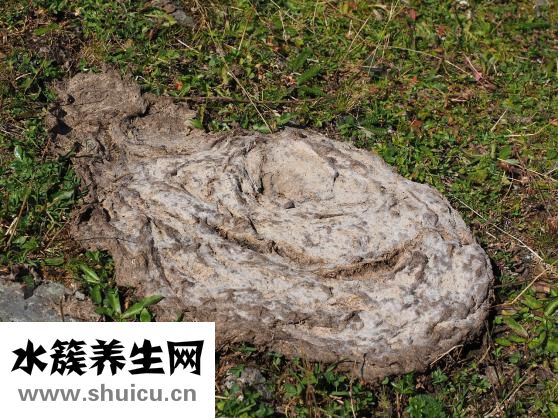 山藥好消化嗎