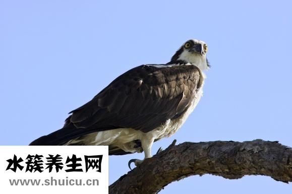 四肢酸痛無力