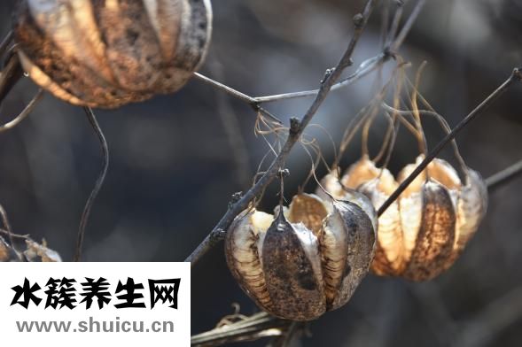 微波爐烤茄子