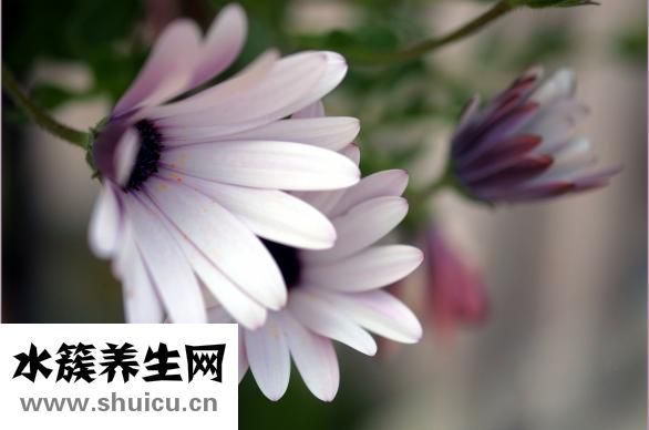依帕司他膠囊
