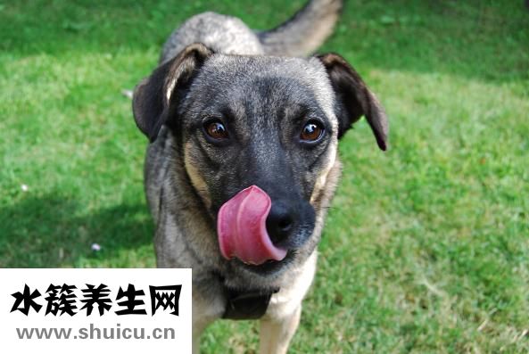 小便紅是什么原因