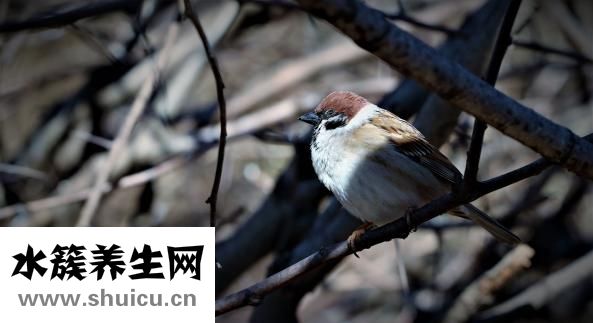 什么糖吃了不發胖