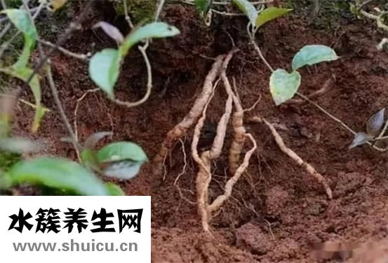 什么湯補腎
