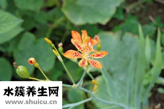 中老年鈣片