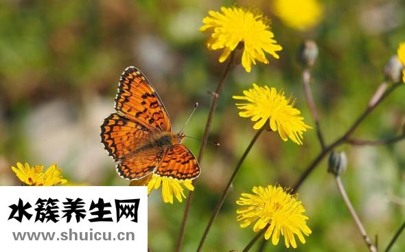 四物湯的作用