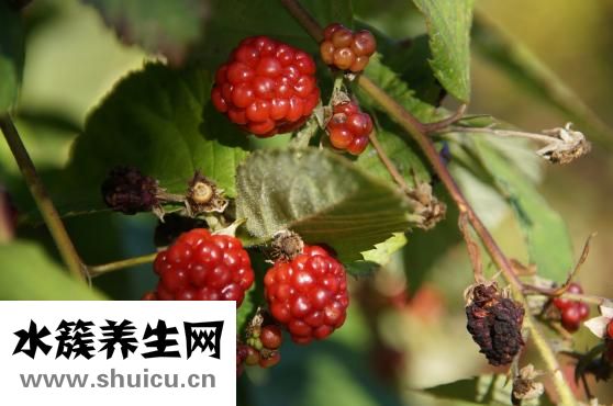 含鐵高的食物