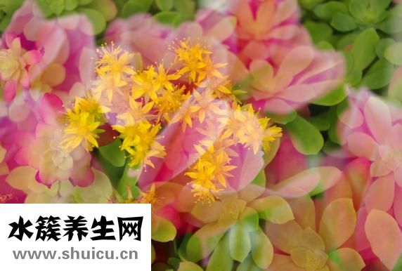 上皮細胞計數