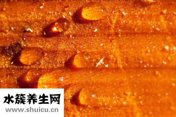 促進傷口愈合的食物