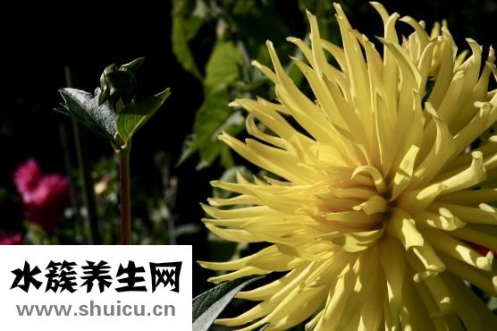 下火喝什么茶