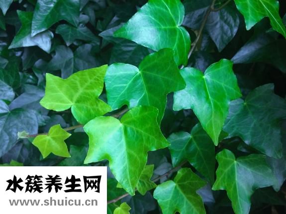 怎樣祛除腿毛