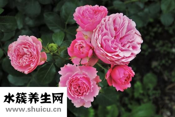 下火喝什么茶