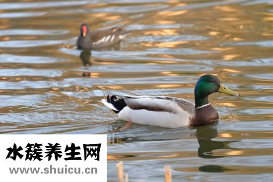 養鴨子禁忌