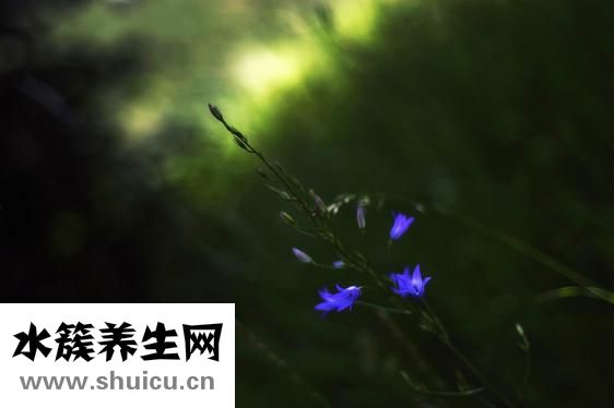 咽喉清口服液