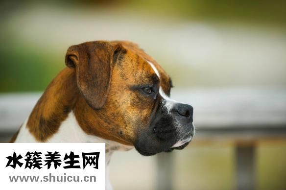 小腸淋巴瘤
