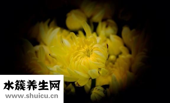 孕婦菊蕾爽