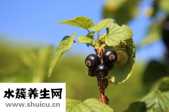 上湯西蘭花