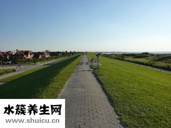 五苓散的組成