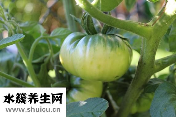 小柿子的熱量