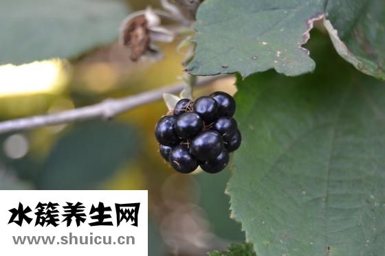產婦月子食譜