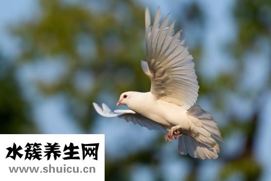 怎樣做鴿子湯