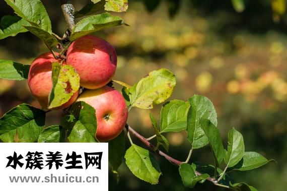 什么水果化痰
