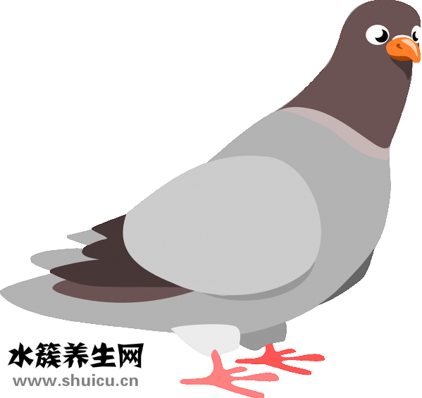 怎樣做鴿子湯