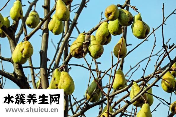 孕婦喝豆漿