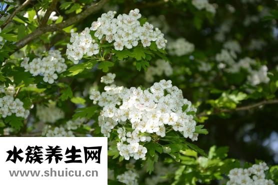 山楂上火嗎