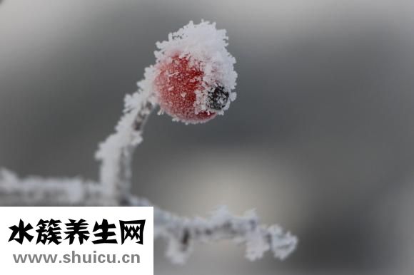 山楂上火嗎