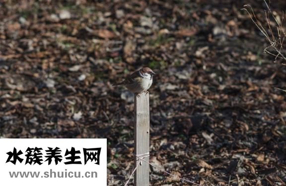 怎么樣生發