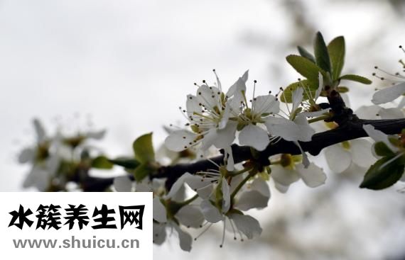 山楂上火嗎