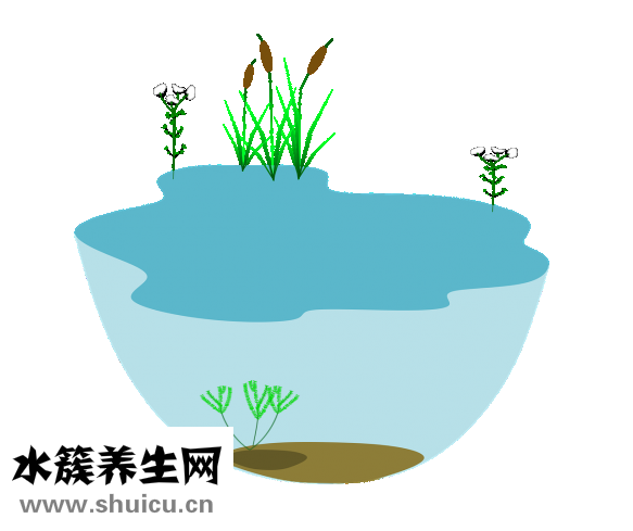 山參的價格
