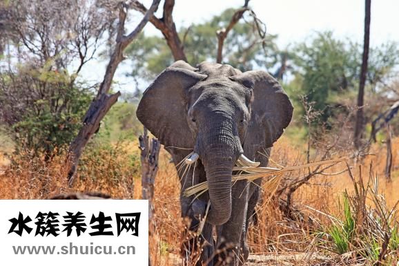 山參的價格