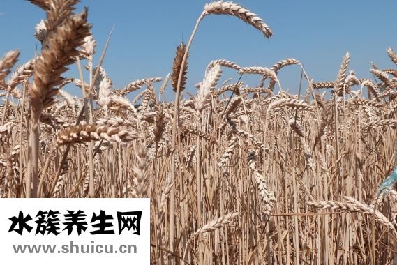 小麥怎么吃