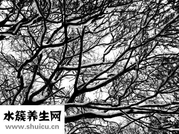 怎么樣生發