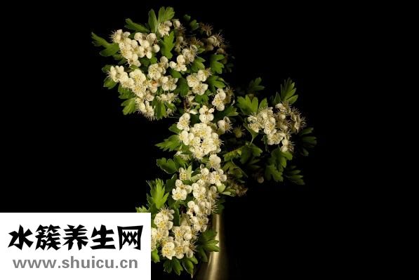 山楂上火嗎