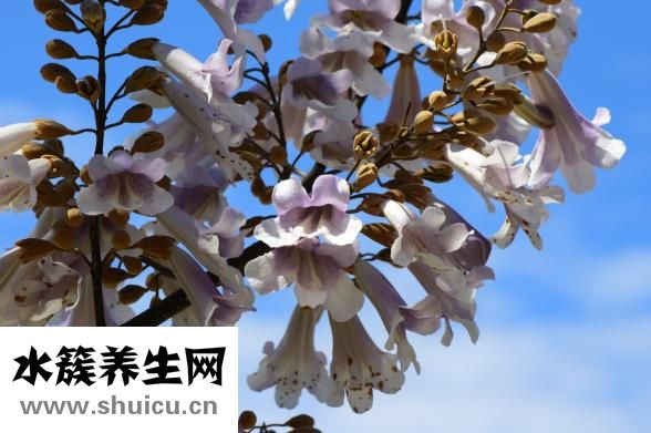 亞熱帶水果