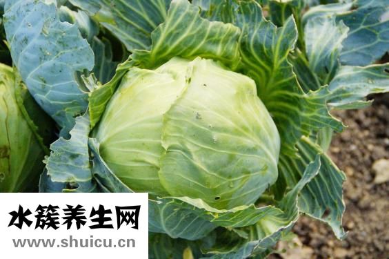 養胃舒顆粒