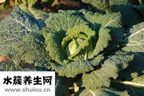 土豆燉白菜